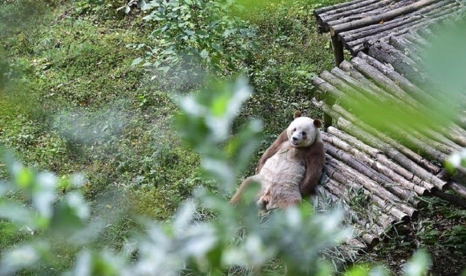 La triste historia del único panda marrón del mundo | Internacionales