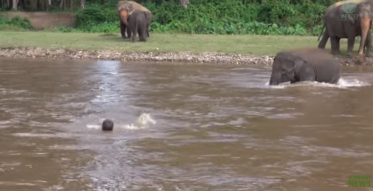 Video: un elefante se tiró al río para salvar a su cuidador | Internacionales