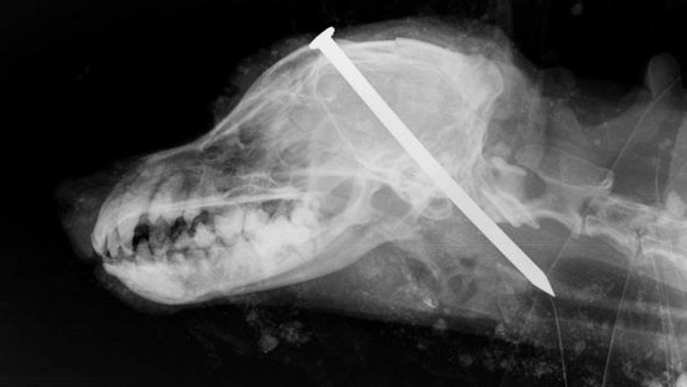 Hallaron un perro enterrado vivo con un clavo en la cabeza | Internacionales