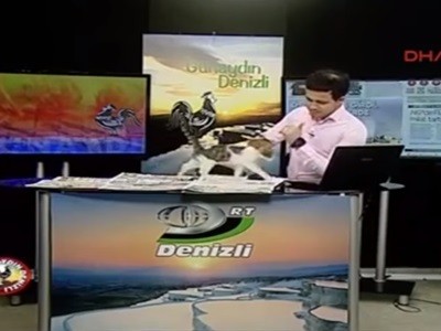 #EsViral El gatito que quiere conducir un noticiero | Redes
