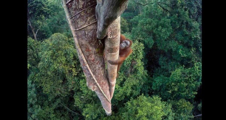 Este orangután trepando un árbol es la foto salvaje del año | Internacionales