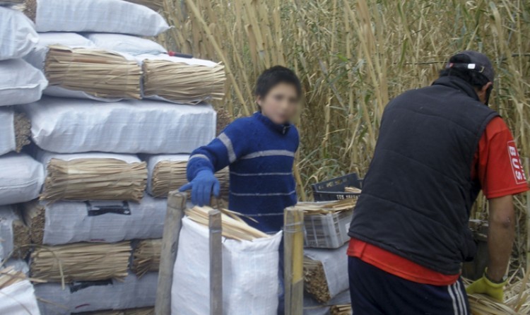 Gobierno de Mendoza denunció a tres empresas por trabajo infantil | Actualidad