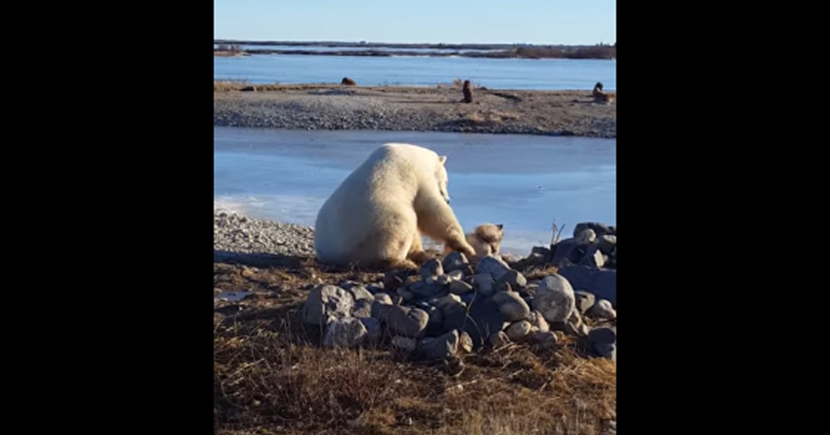 Video: el conmovedor gesto de un oso polar con un perro de trineo | Redes