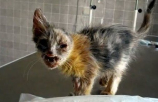 La historia de la nena de 7 años que salvó a este gatito de morir en un basurero | Curiosidades