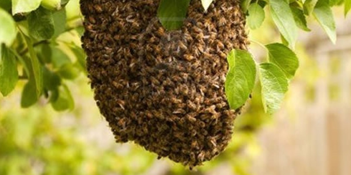 Tucumán: dos personas murieron atacadas por un enjambre de abejas | Actualidad