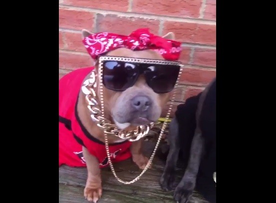 Video: el "mannequin challenge" llegó al mundo animal | Redes