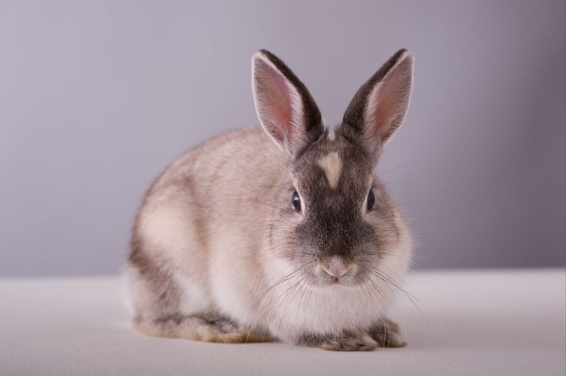 Un padre cocinó el conejo de sus hijos y se los sirvió en la cena | Curiosidades