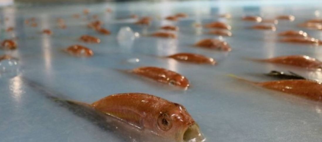 Un parque temático se disculpa por congelar 5.000 peces para una exposición | Internacionales