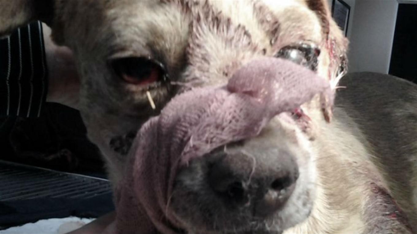 Condenaron a un hombre a cinco años de cárcel por matar a un perro callejero a palazos | Curiosidades