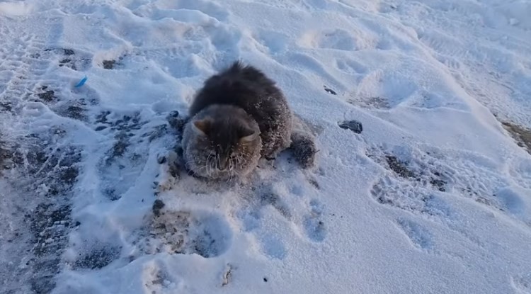 El dramático rescate de un gato que quedó pegado al suelo por el frío | Redes