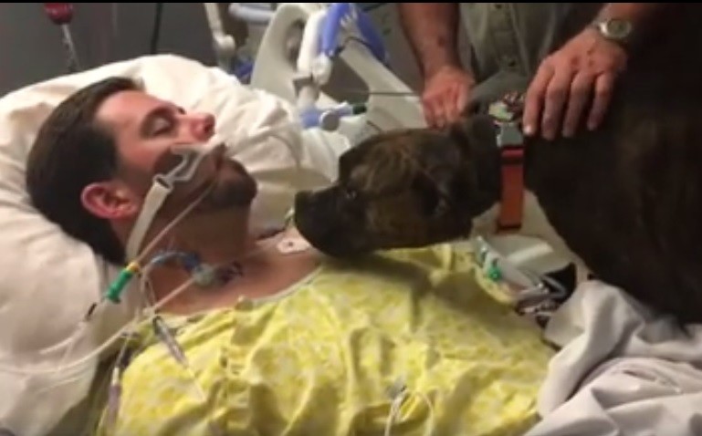 Emotivo video de un perra que se despide de su dueño en coma | Redes