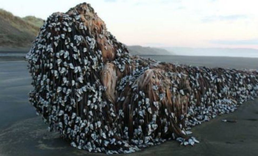 Halló un "monstruo" en la playa y compartió la foto para averiguar su procedencia | Redes