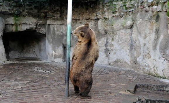 Aprobaron la reconversión del zoológico de Mendoza en Ecoparque y el traslado de los animales | Actualidad