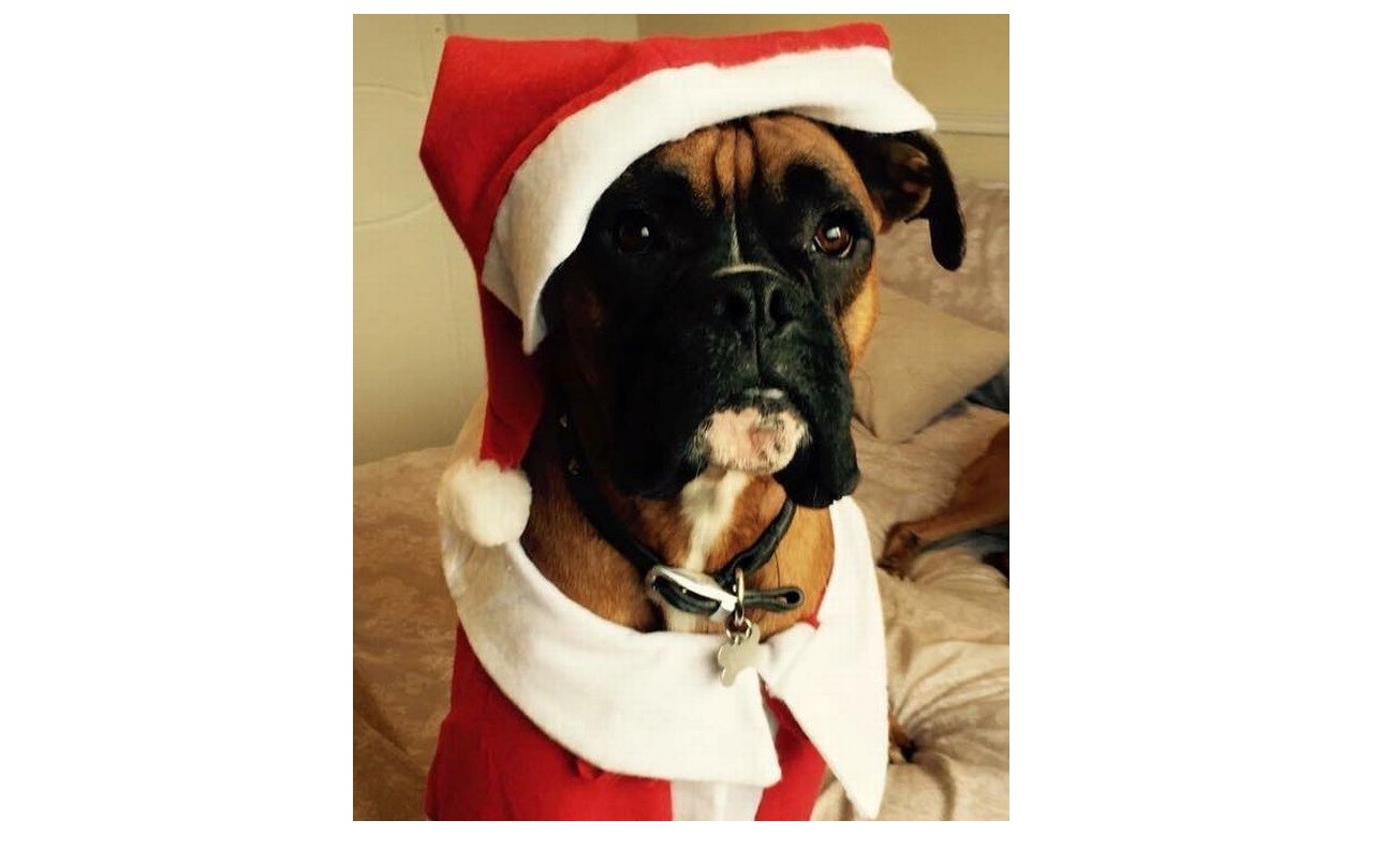 Denunció que secuestraron a su perro y amenazan con colgarlo de un árbol si no paga el rescate | Redes