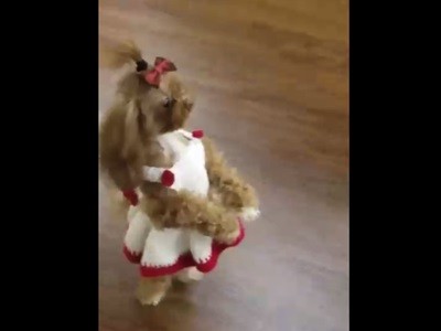 #EsViral La perrita enfermera que camina en dos patas | Redes