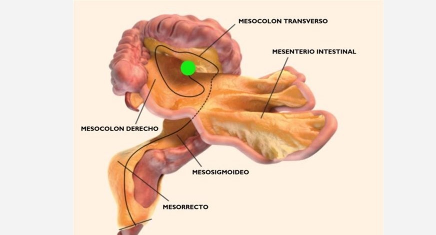 Los científicos identificaron un nuevo órgano del cuerpo humano: el mesenterio | Curiosidades