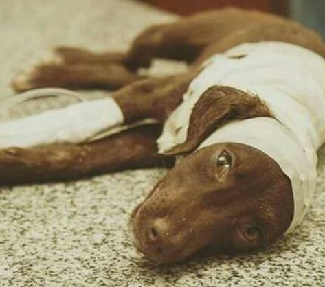 Dolor por la muerte de "Chocolate", el perro despellejado y abandonado | Actualidad