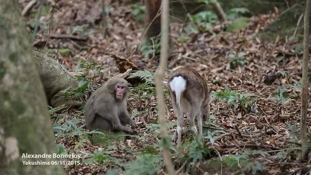 Video: la historia de un mono que quería tener sexo con un ciervo | Curiosidades