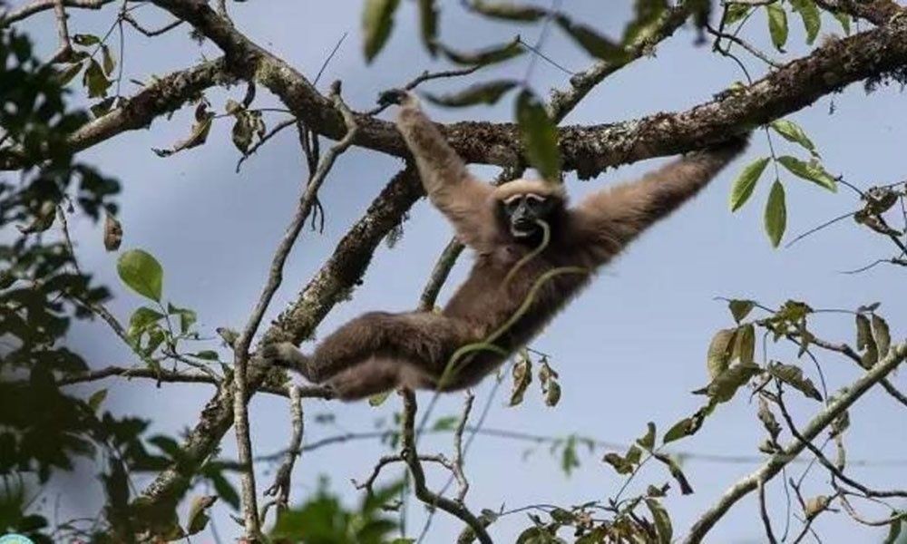 Hallaron una nueva raza de mono y la bautizaron como un protagonista de Star Wars | Curiosidades