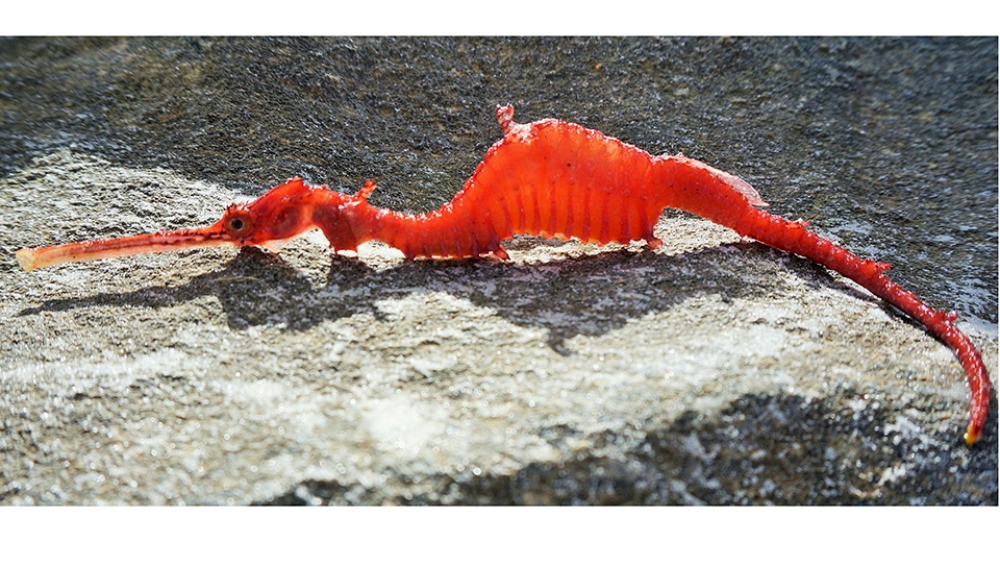 Video: captaron por primera vez un dragón marino rojo | Curiosidades