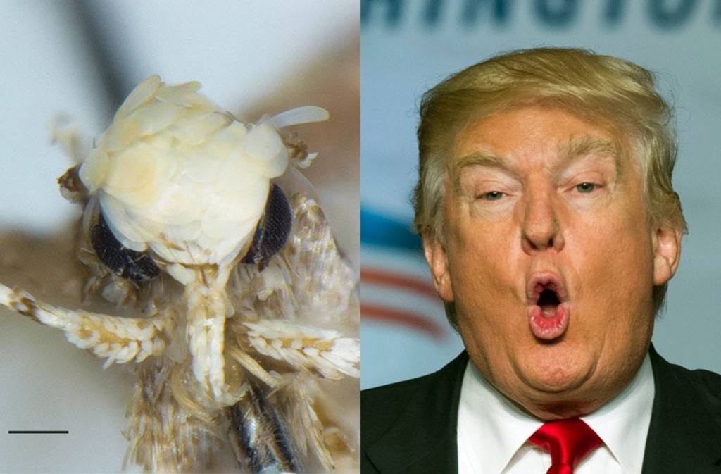Bautizan "Donald trump" a esta nueva especie de polilla mexicana | Curiosidades