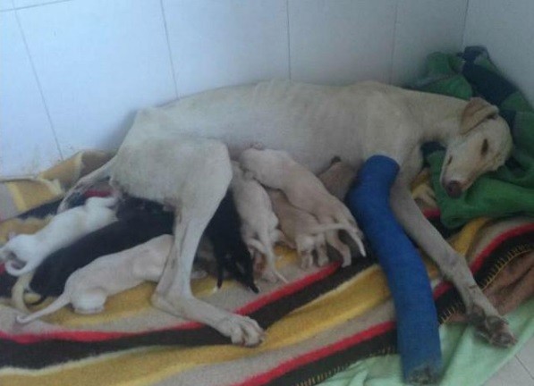 La conmovedora historia de la perrita con la pierna rota que camina tres kilómetros para rescatar a sus cachorros | Redes