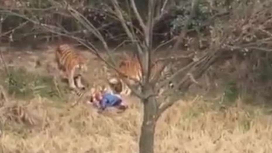 China: Un tigre mató a un hombre que "se coló" en un zoo | Internacionales