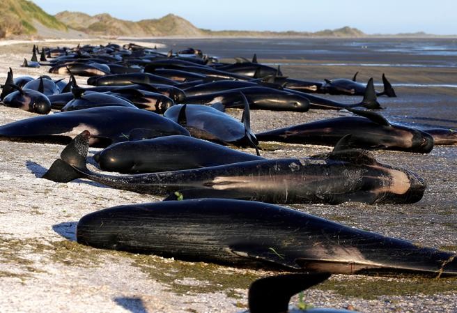Más de 300 ballenas murieron varadas en una playa de Nueva Zelanda | Internacionales