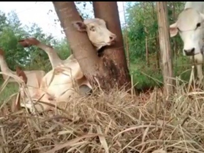 #EsViral Dos ciclistas al rescate de un ternero atrapado | Redes