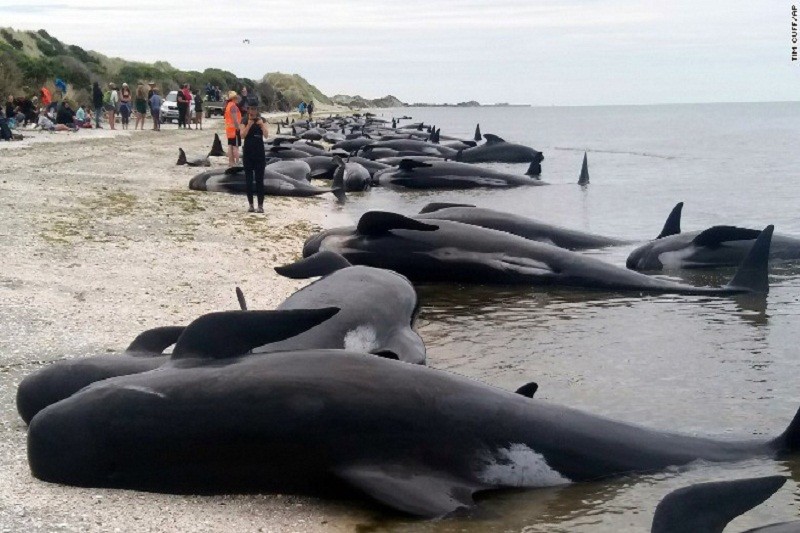 Perforan los cadáveres de ballenas encalladas en playa de Nueva Zelanda para evitar que exploten | Internacionales