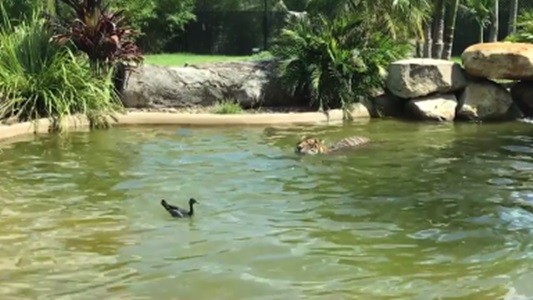 #EsViral El pato más valiente del mundo juega con un tigre | Redes