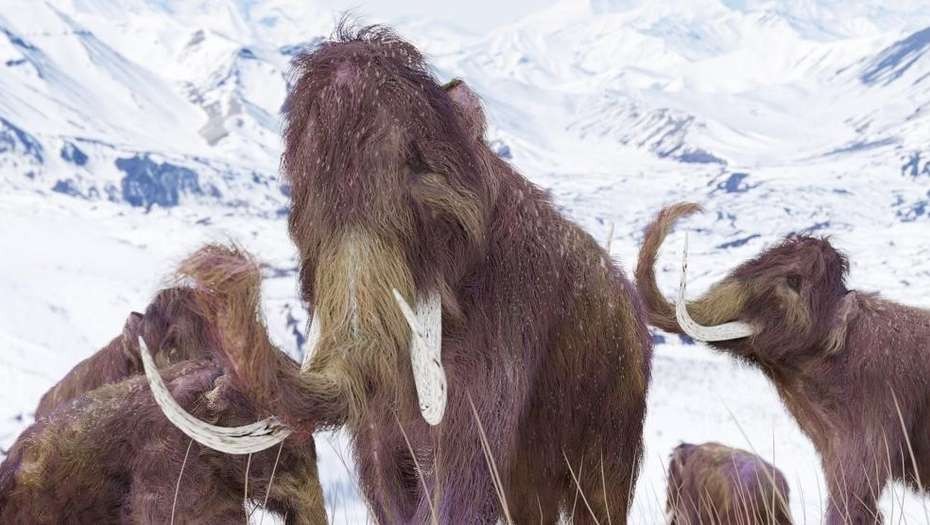Hay esperanzas de crear el "mamofante", un híbrido entre mamut y elefante | Internacionales