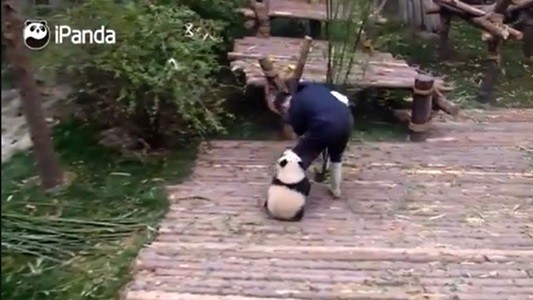 #EsViral El oso panda cariñoso que no deja trabajar al empleado del zoológico | Redes