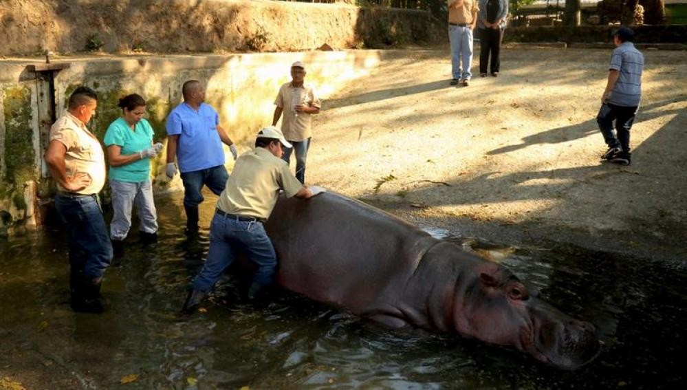 Horror El Salvador: mataron de una paliza al último hipopótamo del zoo | Curiosidades