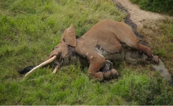 Conmoción en África: cazadores mataron a un elefante emblemático de Kenia | Internacionales