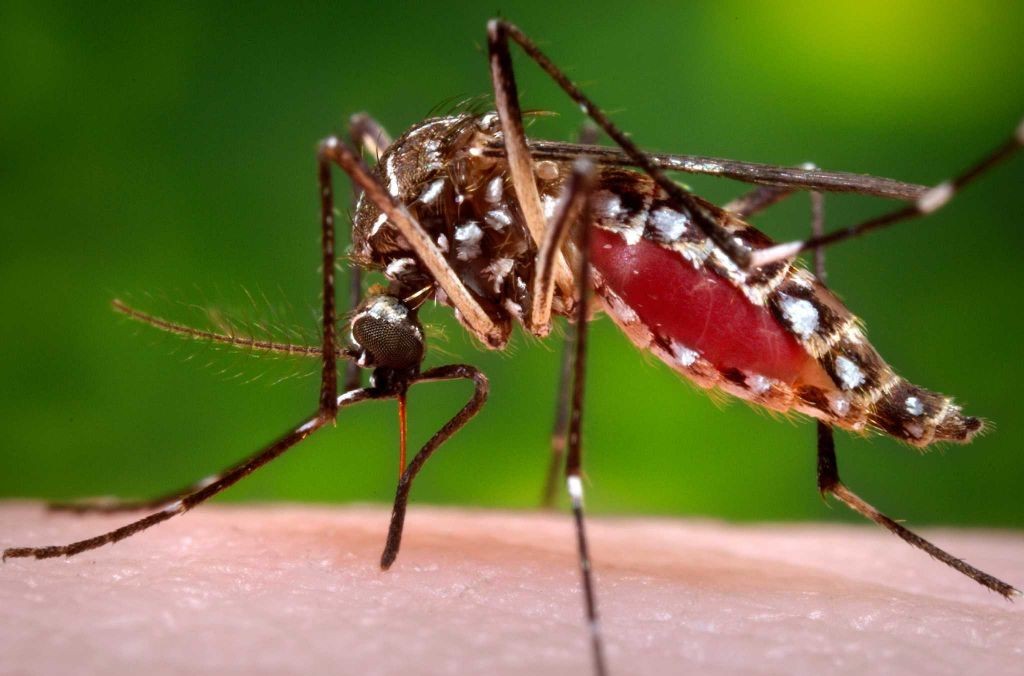 Santa Fe: diagnostican microcefalia por zika a un bebé | Actualidad