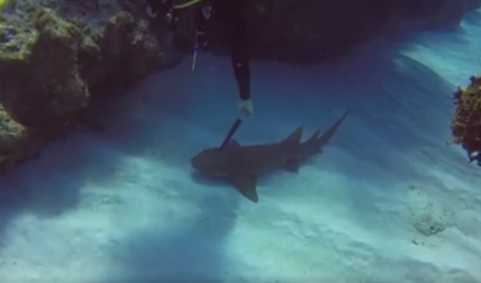 Video: estaba buceando y salvó a un tiburón que tenía un cuchillo clavado | Redes