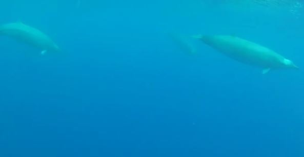 Filman por primera vez a una extraña ballena | Curiosidades