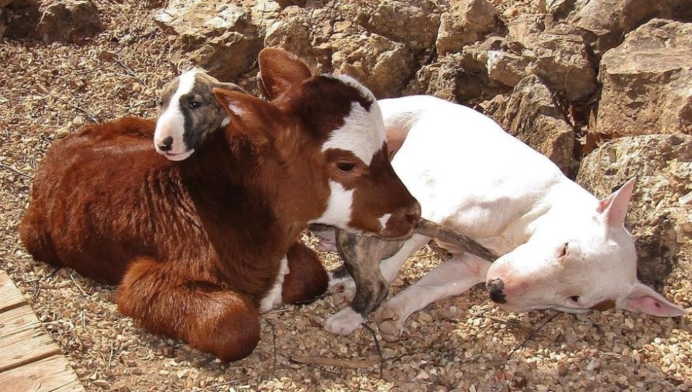 La historia de la ternera que actúa como un perro | Curiosidades
