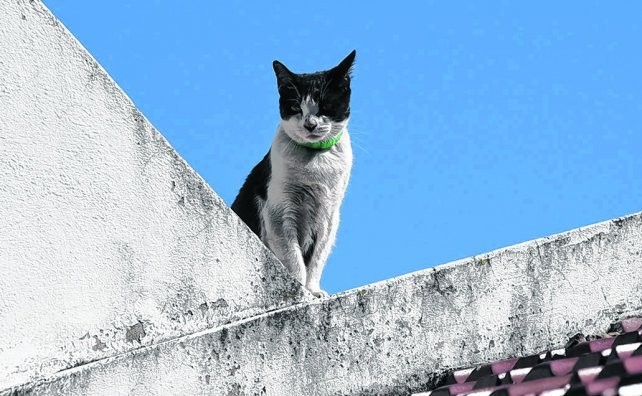Una gata salvó a su dueño de morir en un incendio en Rosario | Actualidad