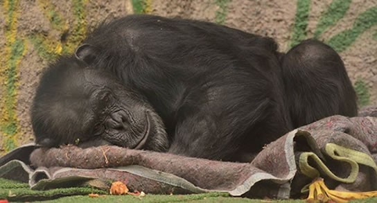 La chimpancé Cecilia viaja a su nuevo hogar en un santuario de Brasil | Actualidad