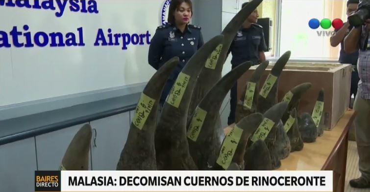 Incautaron 18 cuernos de rinoceronte africano en Malasia | Internacionales