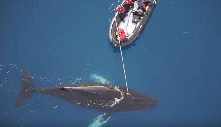 Revelan que las ballenas tienen una intensa vida social | Internacionales