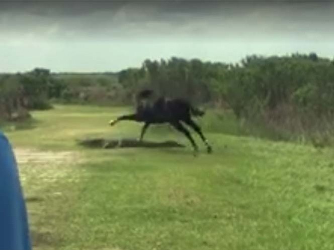 La feroz pelea entre un caballo salvaje y un cocodrilo | Curiosidades