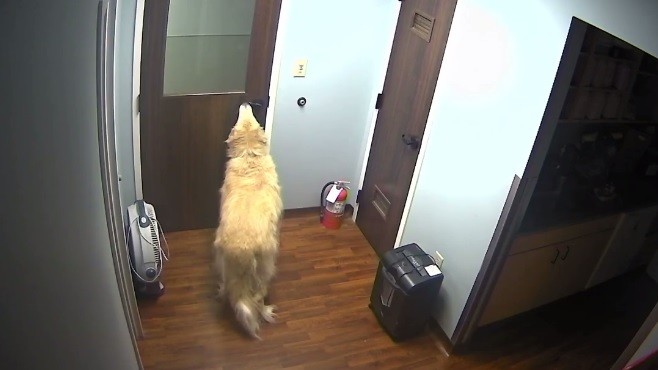 La fuga de "General" el perro que logra abrir las puertas de la veterinaria para volver a casa | Curiosidades