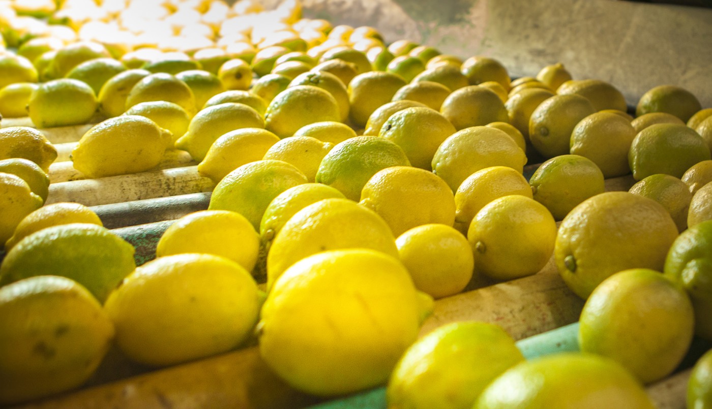 A finales de mayo, los limones argentinos podrán entrar a Estados Unidos | Política
