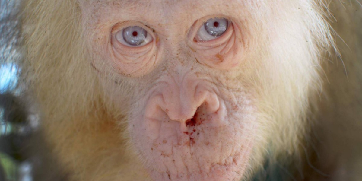 Indonesia: rescataron a una orangutana albina de ojos azules | Internacionales