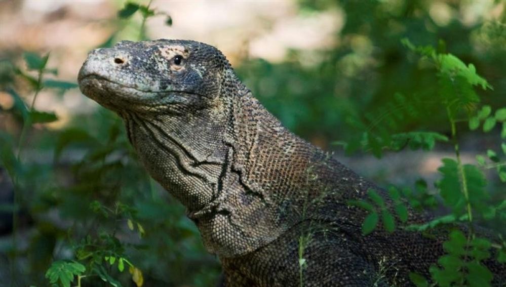 Dragón de Komodo mordió a un turista en un parque nacional | Internacionales