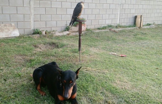 Ladrones envenenaron al perro para entrar en una casa y hasta se robaron un halcón | Actualidad