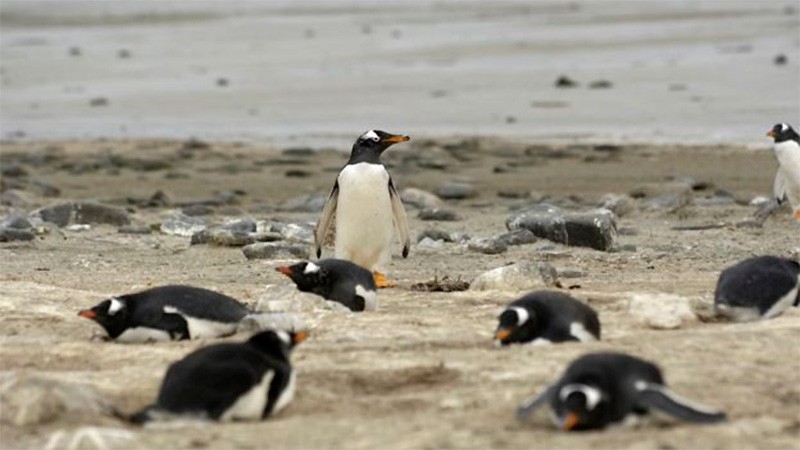 Malvinas: cómo viven los pingüinos en una playa plagada de minas antipersonales | Internacionales